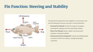 The paired and unpaired ﬁns work together to control pitch, yaw,
and roll, allowing for precise movement in three dimensions.
• Pectoral Fins (Paired): Act like the wings of an airplane,
providing lift, steering, and most importantly, braking.
• Pelvic Fins (Paired): Assist in depth control and pitch
(up/down orientation) stability.
• Dorsal and Anal Fins (Unpaired): Function as stabilizing keels
to prevent the ﬁsh from rolling or yawing during rapid
movement.
Fin Function: Steering and Stability
 