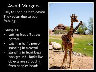 Avoid Mergers
Easy to spot, hard to define.
They occur due to poor
framing.
Examples…
• cutting feet off at the
bottom
• catching half a person
standing in a crowd
• standing in front busy
background - looks like
objects are sprouting
from peoples heads
 