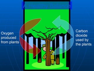 Oxygen
produced
from plants
Carbon
dioxide
used by
the plants
A Healthy Balance