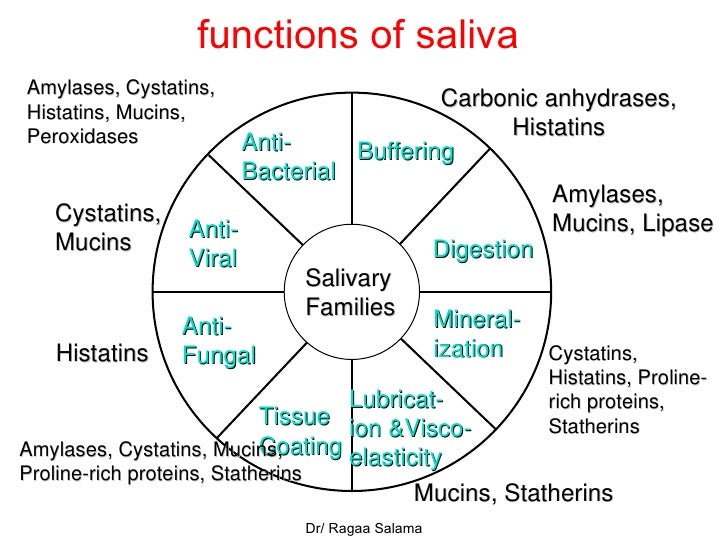 Composition Of Saliva 2010
