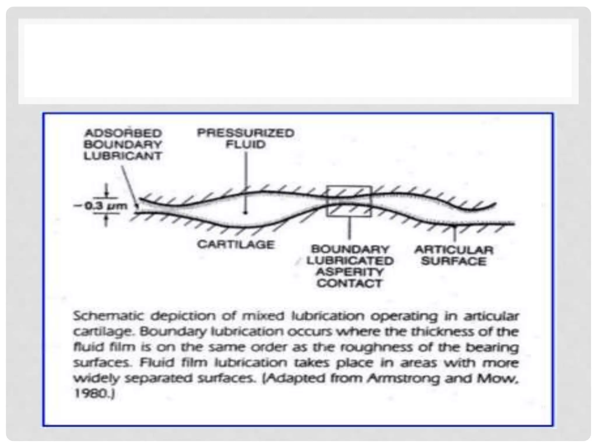 Composition of synovial fluid and mechanism of joint lubrication | PPT