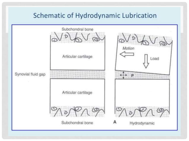 Composition of synovial fluid and mechanism of joint lubrication | PPT