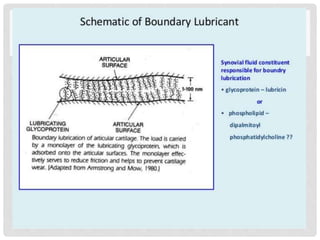 Composition of synovial fluid and mechanism of joint lubrication | PPTX