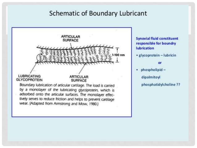 Composition of synovial fluid and mechanism of joint lubrication | PPT