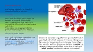 Eritrociti (globuli rossi)
una funzione principale che è quella di
trasportare l'ossigeno ai tessuti.
Le piastrine
sono ce...