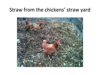 Straw from the chickens’ straw yard
 