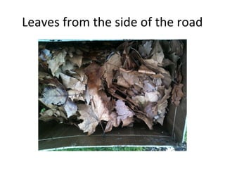 Leaves from the side of the road
 