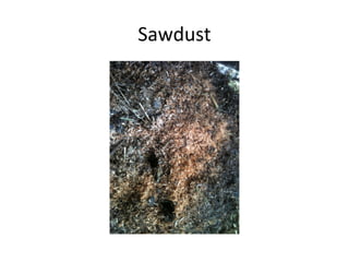 Sawdust
 