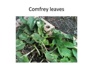 Comfrey leaves
 