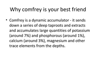 Why comfrey is your best friend
• Comfrey is a dynamic accumulator - it sends
  down a series of deep taproots and extracts
  and accumulates large quantities of potassium
  (around 7%) and phosphorous (around 1%),
  calcium (around 3%), magnesium and other
  trace elements from the depths.
 