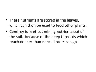 • These nutrients are stored in the leaves,
  which can then be used to feed other plants.
• Comfrey is in effect mining nutrients out of
  the soil, because of the deep taproots which
  reach deeper than normal roots can go
 