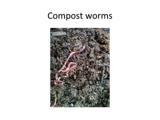 Compost worms
 
