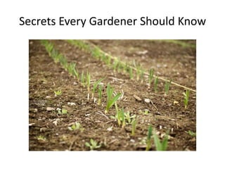 Secrets Every Gardener Should Know