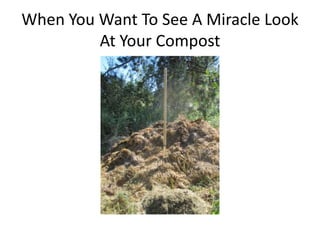 When You Want To See A Miracle Look
At Your Compost