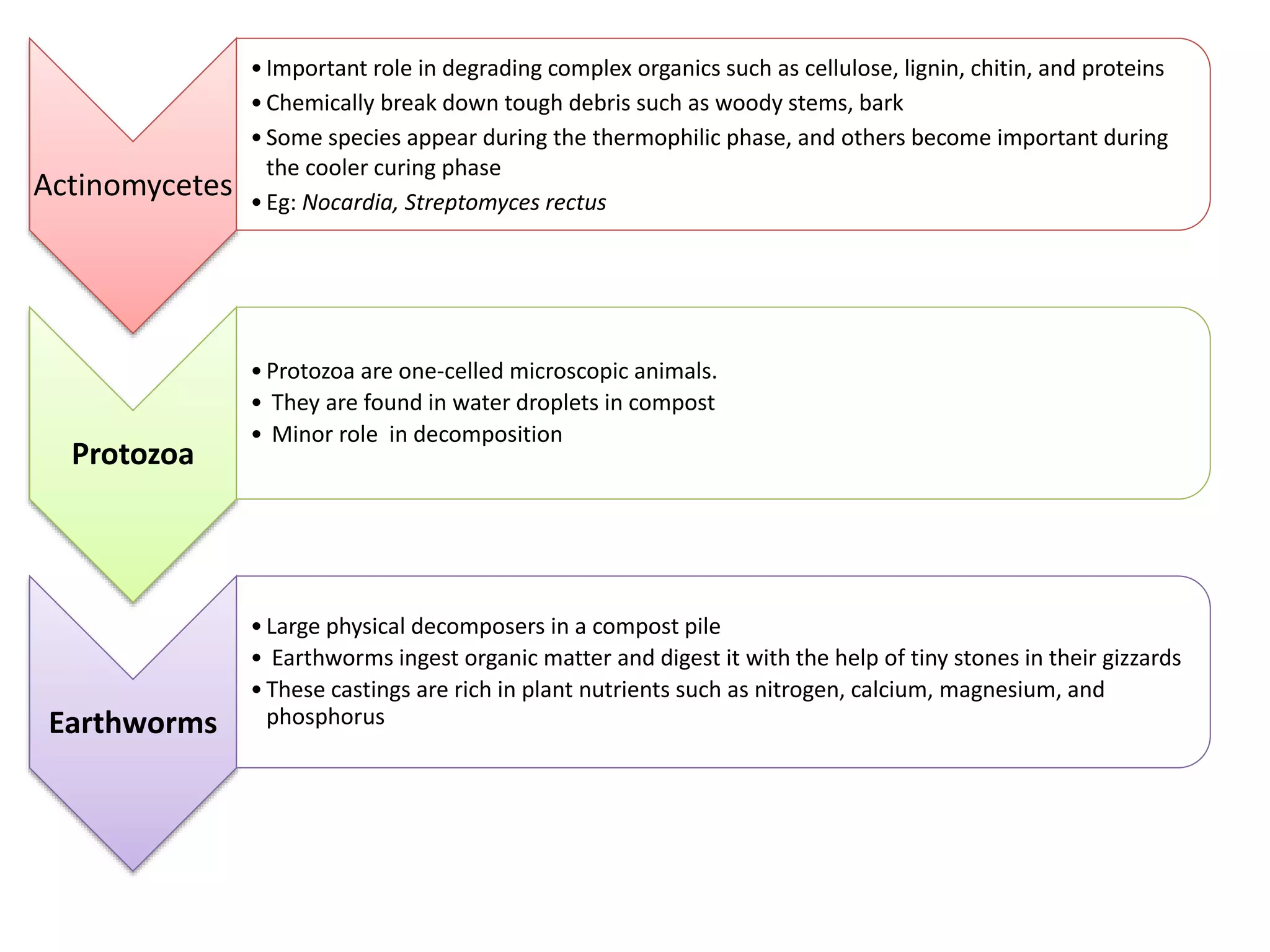11
Actinomycetes
•Important role in degrading complex organics such as cellulose, lignin, chitin, and proteins
•Chemically break down tough debris such as woody stems, bark
•Some species appear during the thermophilic phase, and others become important during
the cooler curing phase
•Eg: Nocardia, Streptomyces rectus
Protozoa
•Protozoa are one-celled microscopic animals.
• They are found in water droplets in compost
• Minor role in decomposition
Earthworms
•Large physical decomposers in a compost pile
• Earthworms ingest organic matter and digest it with the help of tiny stones in their gizzards
•These castings are rich in plant nutrients such as nitrogen, calcium, magnesium, and
phosphorus
 
