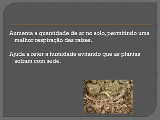 Aumenta a quantidade de ar no solo, permitindo uma
 melhor respiração das raízes.

Ajuda a reter a humidade evitando que as plantas
  sofram com sede.
 