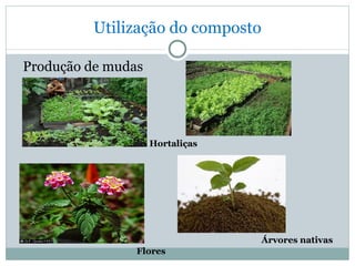 Utilização do composto Produção de mudas  Hortaliças Flores Árvores nativas 