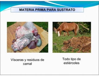 MATERIA PRIMA PARA SUSTRATO
Vísceras y residuos de
camal
Todo tipo de
estiércoles
 