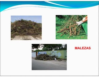 MALEZAS
 