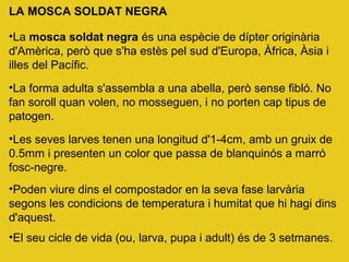 LA MOSCA SOLDAT NEGRA
•La mosca soldat negra és una espècie de dípter originària
d'Amèrica, però que s'ha estès pel sud d'Europa, Àfrica, Àsia i
illes del Pacífic.
•La forma adulta s'assembla a una abella, però sense fibló. No
fan soroll quan volen, no mosseguen, i no porten cap tipus de
patogen.
•Les seves larves tenen una longitud d'1-4cm, amb un gruix de
0.5mm i presenten un color que passa de blanquinós a marró
fosc-negre.
•Poden viure dins el compostador en la seva fase larvària
segons les condicions de temperatura i humitat que hi hagi dins
d'aquest.
•El seu cicle de vida (ou, larva, pupa i adult) és de 3 setmanes.
 