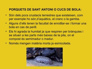 PORQUETS DE SANT ANTONI O CUCS DE BOLA:
• Són dels pocs crustacis terrestres que existeixen, com
per exemple ho són,d’aquàtics, el cranc o la gamba.
• Alguns d’ells tenen la facultat de enrotllar-se i formar una
bola en cas de perill.
• Els hi agrada la humitat ja que respiren per brànquies i
se situen a les parts més baixes de la pila, on el
compost és semimadur o madur.
• Només mengen matèria morta ja esmicolada.
 