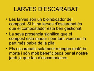 LARVES D’ESCARABAT
• Les larves són un bioindicador del
compost. Si hi ha larves d’escarabat és
que el compostador està ben gestionat.
• La seva presència significa que el
compost està madur i per tant viuen en la
part més baixa de la pila.
• Els escarabats solament mengen matèria
morta i són molt beneficiosos per al nostre
jardí ja que fan d’escombriaires.
 