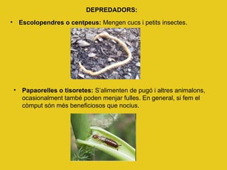 DEPREDADORS:
• Escolopendres o centpeus: Mengen cucs i petits insectes.
• Papaorelles o tisoretes: S’alimenten de pugó i altres animalons,
ocasionalment també poden menjar fulles. En general, si fem el
còmput són més beneficiosos que nocius.
 