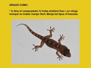 DRAGÓ COMÚ:
* A dins el compostador hi troba ambient fosc i un refugi
tranquil on trobar menjar fàcil. Menja tot tipus d’insectes.
 