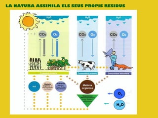 H2O
O2
LA NATURA ASSIMILA ELS SEUS PROPIS RESIDUS
 