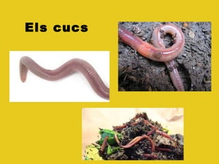 Els cucs
 