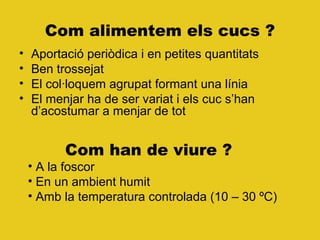 Com alimentem els cucs ?
• Aportació periòdica i en petites quantitats
• Ben trossejat
• El col·loquem agrupat formant una línia
• El menjar ha de ser variat i els cuc s’han
d’acostumar a menjar de tot
Com han de viure ?
• A la foscor
• En un ambient humit
• Amb la temperatura controlada (10 – 30 ºC)
 