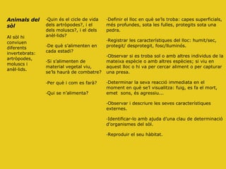 Animals del
sòl
Al sòl hi
conviuen
diferents
invertebrats:
artròpodes,
moluscs i
anèl·lids.
-Quin és el cicle de vida
dels artròpodes?, i el
dels moluscs?, i el dels
anèl·lids?
-De què s’alimenten en
cada estadi?
-Si s’alimenten de
material vegetal viu,
se’ls haurà de combatre?
-Per què i com es farà?
-Qui se n’alimenta?
-Definir el lloc en què se’ls troba: capes superficials,
més profundes, sota les fulles, protegits sota una
pedra.
-Registrar les característiques del lloc: humit/sec,
protegit/ desprotegit, fosc/lluminós.
-Observar si es troba sol o amb altres individus de la
mateixa espècie o amb altres espècies; si viu en
aquest lloc o hi va per cercar aliment o per capturar
una presa.
-Determinar la seva reacció immediata en el
moment en què se’l visualitza: fuig, es fa el mort,
emet sons, és agressiu...
-Observar i descriure les seves característiques
externes.
-Identificar-lo amb ajuda d’una clau de determinació
d’organismes del sòl.
-Reproduir el seu hàbitat.
 