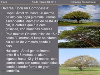 Flora                14 de marzo del 2013   Entérate Compostela

Diversa Flora en Compostela:
   Copal: Árbol de hasta 20 metros
    de alto con copa piramidal, ramas
    ascendentes, diámetro de hasta 90
    cm, la corteza que fue café
    grisácea, con manchas blancas.
   Palo mulato: Obtiene tallas de 15 a
    hasta 30 metros el fuste se bifurca
    ala altura de 2 metros desde el
    piso.
   Huisache: Árbol generalmente
    entre 5 a 8 metros de altura
    algunos hasta 12 y 14 metros, con
    control corto con ramas extendidas,
    tiende a tender forma de gran
    sombrilla.
 