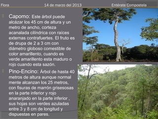 Flora                 14 de marzo del 2013   Entérate Compostela

   Capomo: Este árbol puede
    alcázar los 45 cm de altura y un
    metro de ancho, corteza
    acanalada cilíndrica con raíces
    externas contrafuertes. El fruto es
    de drupa de 2 a 3 cm con
    diámetro globoso comestible de
    color amarillento, cuando es
    verde amarillento esta maduro o
    rojo cuando esta sazón.
   Pino-Encino: Árbol de hasta 40
    metros de altura aunque normal
    mente alcanzan los 25 metros,
    con fisuras de marrón grisesosas
    en la parte inferior y rojo
    anaranjado en la parte inferior ,
    sus hojas son verdes azuladas
    entre 3 y 8 cm de longitud y
    dispuestas en pares.
 