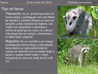 Fauna                14 de marzo del 2013        Entérate Compostela

Tipo de fauna:
   Tlacuache: es un animal que tiene el
    hocico largo y puntiagudo con una hilera
    de dientes y colmillos filosos su nariz es
    lampiña y esta rodeada de bigotes, sus
    orejas son pequeñas y redondas y
    calvas al igual que su cola y su cola es
    mas larga que su cuerpo y escamosa y
    la utiliza para colgarse.
   Mapache: Es un mamífero con orejas
    puntiagudas hocico largo y cola peluda,
    tiene dedos en cada extremidad el
    cuerpo es redondo con un pelaje largo y
    denso y puede medir hasta 1 metro
    incluyendo la cola que mide de 20 a 40
    cm.
 