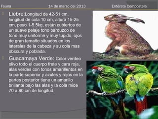Fauna                    14 de marzo del 2013   Entérate Compostela
   Liebre:Longitud de 42-51 cm,
    longitud de cola 10 cm, altura 15-25
    cm, peso 1-5.5kg, están cubiertos de
    un suave pelaje tono parduzco de
    tono muy uniforme y muy tupido, ojos
    de gran tamaño situados en los
    laterales de la cabeza y su cola mas
    obscura y poblada.
   Guacamaya Verde: Color verdeo
    olivo todo el cuerpo frete y cara roja,
    alas verdes con tonos amarillentos en
    la parte superior y azules y rojos en la
    partes posterior tiene un amarillo
    brillante bajo las alas y la cola mide
    70 a 80 cm de longitud.
 