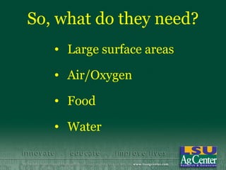So, what do they need?
   • Large surface areas

   • Air/Oxygen

   • Food

   • Water
 