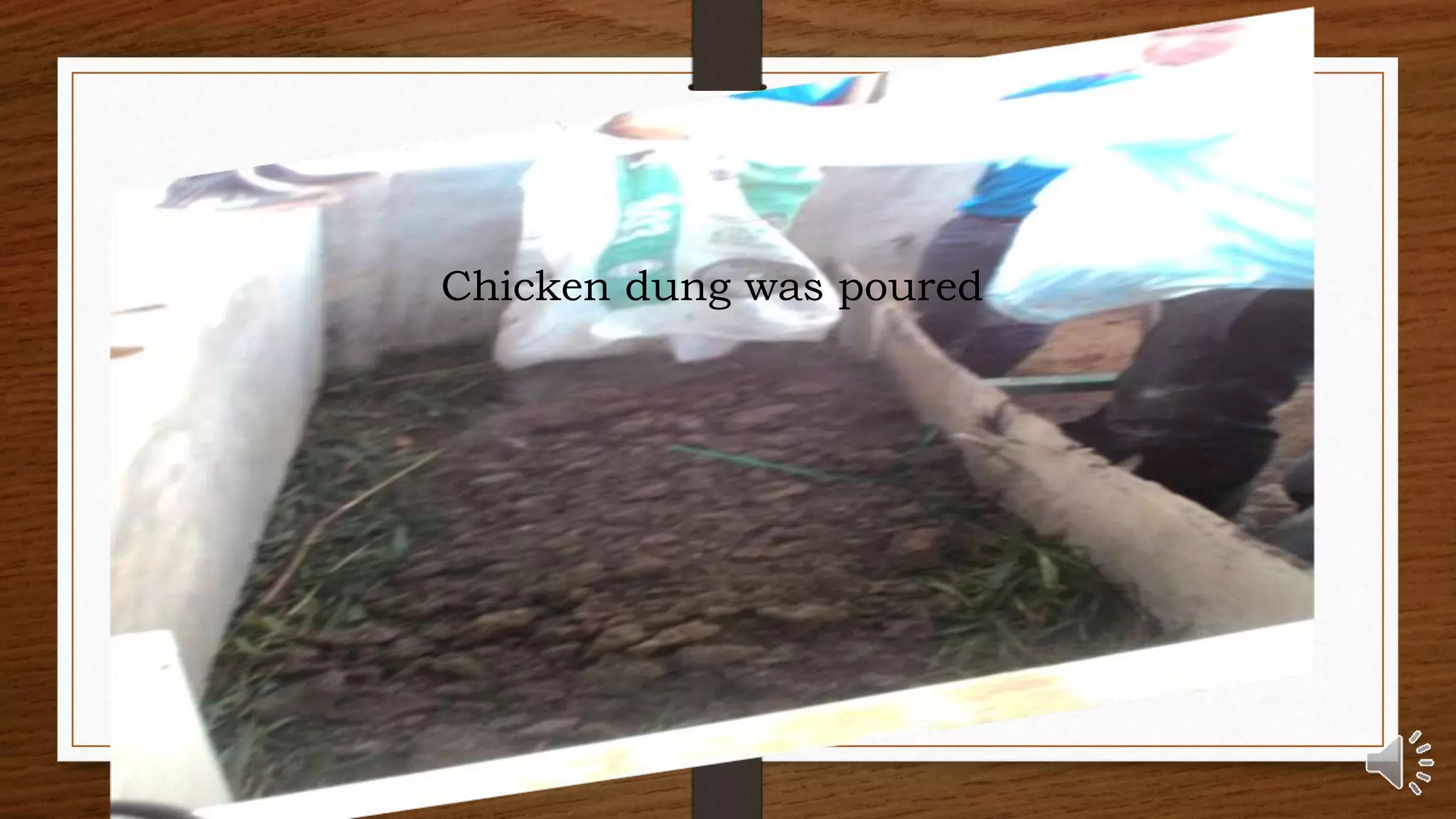 Chicken dung was poured
 