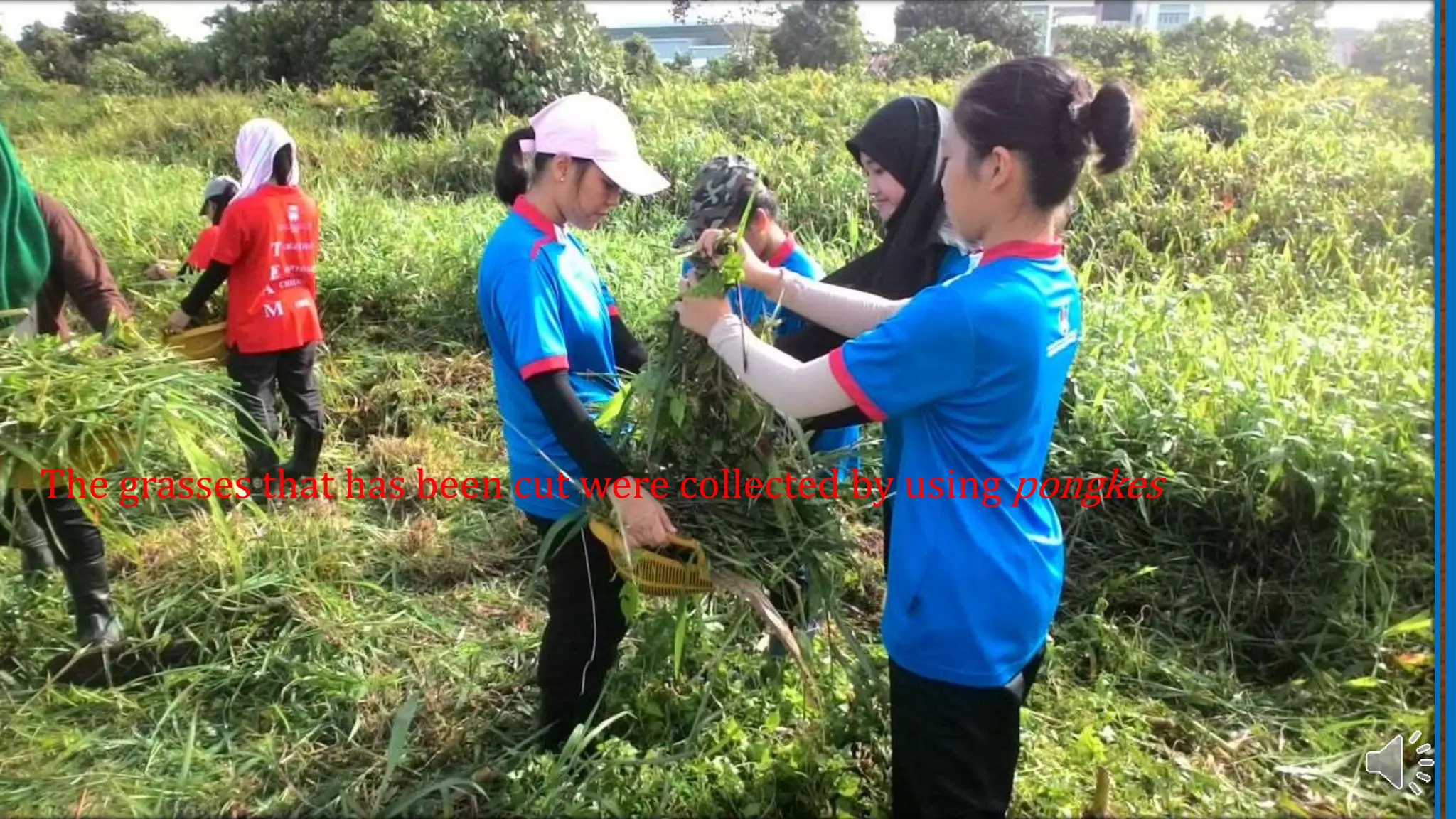 The grasses that has been cut were collected by using pongkes
 