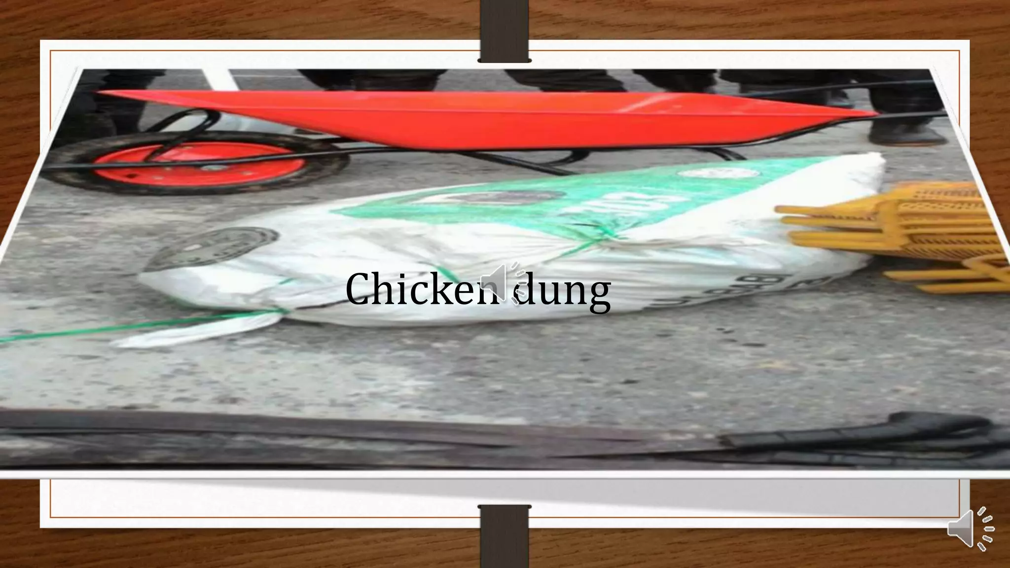 Chicken dung
 