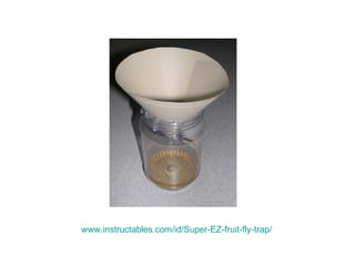 www.instructables.com /id/Super-EZ-fruit-fly-trap/ 