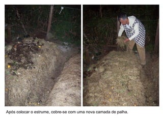 Após colocar o estrume, cobre-se com uma nova camada de palha.
 