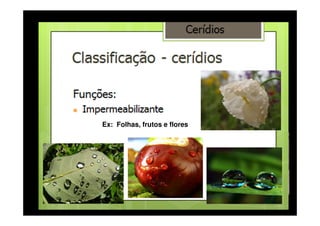 Cerídeos
Impermeabilização de superfícies
sujeitas a desidratação.
Ex: Folhas e frutosEx: Folhas, frutos e flores
 