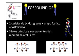 FOSFOLIPÍDIOS
• 2 cadeias de ácidos graxos + grupo fosfato
= fosfolipídio
• São os principais componentes das
membranas celulares.
 