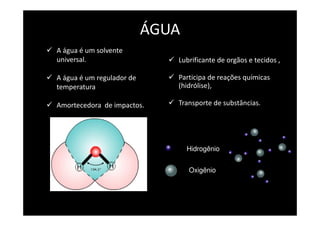 ÁGUA
A água é um solvente
universal.
A água é um regulador de
temperatura
Amortecedora de impactos.
Lubrificante de orgãos e tecidos ,
Participa de reações químicas
(hidrólise),
Transporte de substâncias.
Oxigênio
Hidrogênio
 