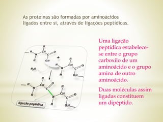As proteínas são formadas por aminoácidos
ligados entre si, através de ligações peptídicas.
Uma ligação
peptídica estabelece-
se entre o grupo
carboxilo de um
aminoácido e o grupo
amina de outro
aminoácido.
Duas moléculas assim
ligadas constituem
um dipéptido.
 
