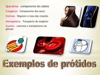 Queratina - componente do cabelo
Insulina – controla o metabolismo da
glicose
Hemoglobina – Transporte de oxigénio
Enzimas - Regulam a taxa das reações
Colagéneo - Componente dos ossos
 