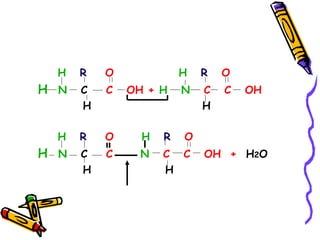 H   R   O             H   R   O
H N   C   C   OH + H    N   C   C   OH
      H                     H

  H   R   O     H   R   O
H N   C   C     N   C C     OH + H2O
      H             H
 