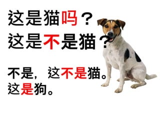 这是猫吗？ 
这是不是猫？ 
不是，这不是猫。 
这是狗。 
 
