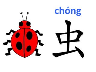 chóng 
 